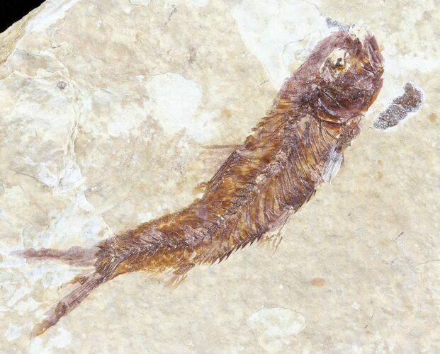 Knightia Fossil Fish - Wyoming #60819